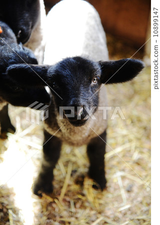 Sheep's baby Sheep's baby 10899147