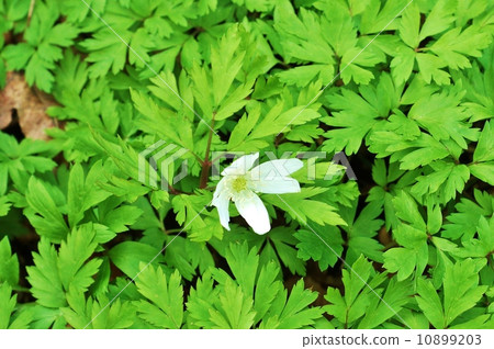 Flower of the field of spring · flower single flower · horizontal position 10899203