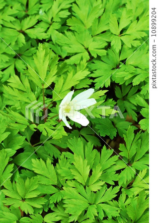 Flowers in the field of spring · flower single flower · vertical position 10899204