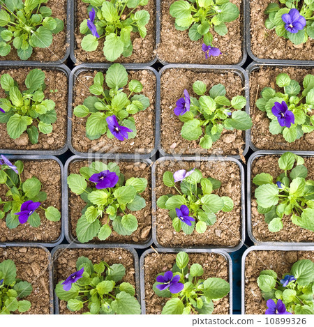 Violet pansy flower background pattern 10899326