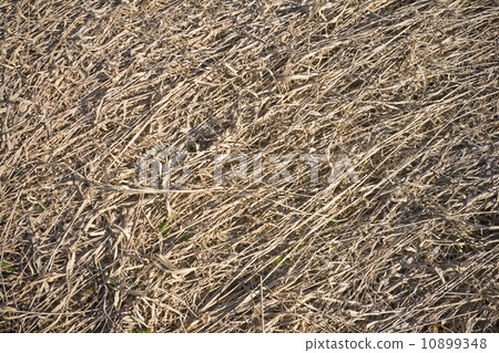 Dry grass hay close-up background texture 10899348