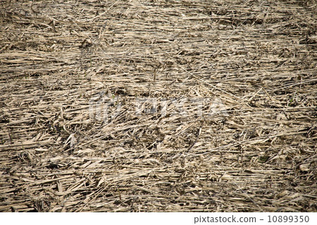 Dry grass hay close-up background texture Dry grass hay close-up background texture 10899350