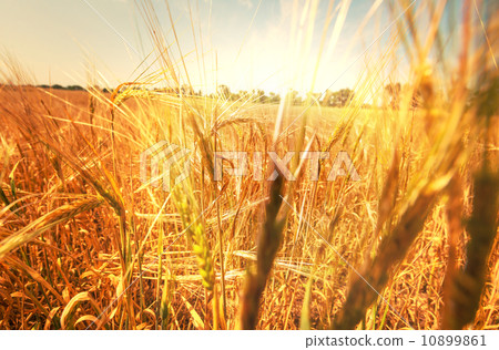 Wheat 10899861