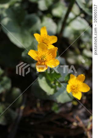 Caltha palustris - Kingcup or Marsh Marigold Caltha palustris - Kingcup or Marsh Marigold 10900317
