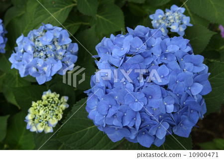 Hydrangea Hydrangea 10900471