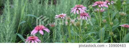 村崎Barengiku 村崎Barengiku 10900483