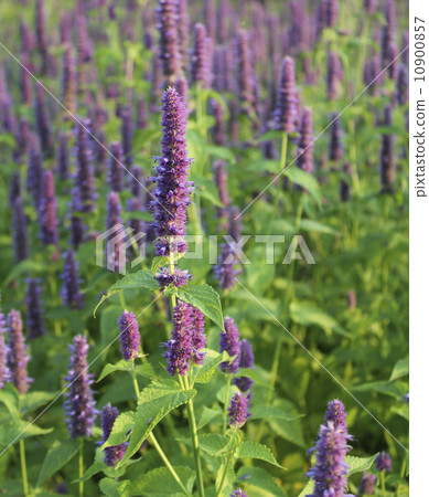 Blooming flower (giant hyssop )  10900857