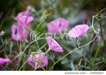 Pink Bindweeds in a field Pink Bindweeds in a field 10900864