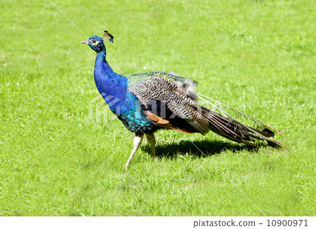 Peacock on green grass. Peacock on green grass. 10900971