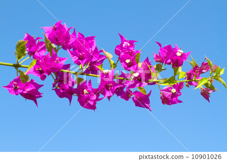 Pink blooming flower. Pink blooming flower. 10901026