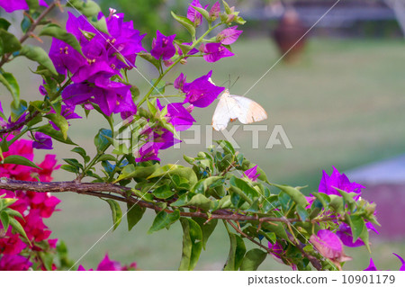 Butterfly feeding from red flowers. Butterfly feeding from red flowers. 10901179