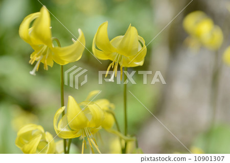 Kibanakatakuri 10901307