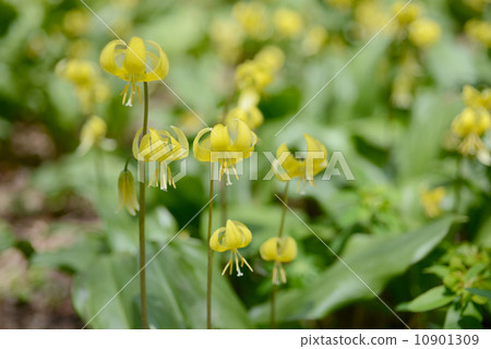 Kibanakatakuri Kibanakatakuri 10901309