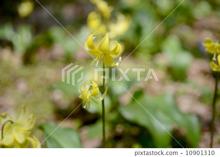 Kibanakatakuri Kibanakatakuri 10901310