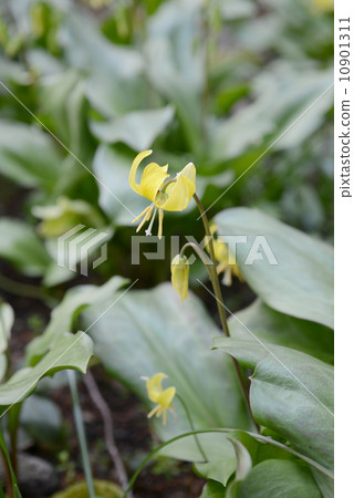 Kibanakatakuri 10901311