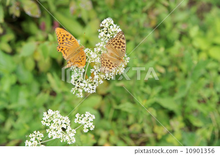 Python butterfly Python butterfly 10901356