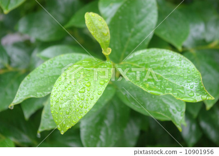 Leaves on a rainy day 10901956