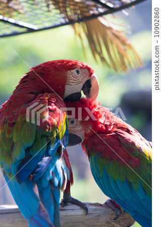 Scarlet macaw 10902860