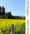 Rape blossoms 10903026