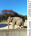 Elephant 10903027
