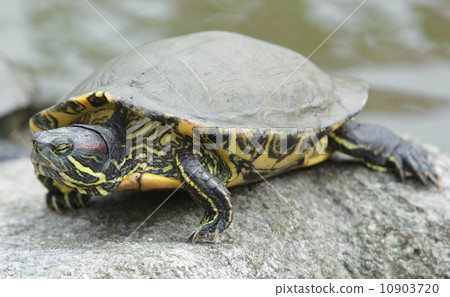  Turtle 10903720