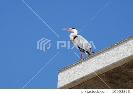 Gray heron 10903838