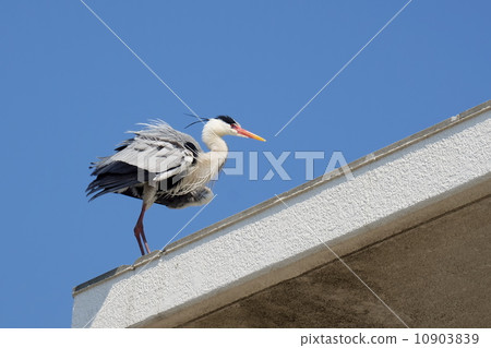 Gray heron 10903839