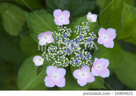 繡球花 繡球花 10904025