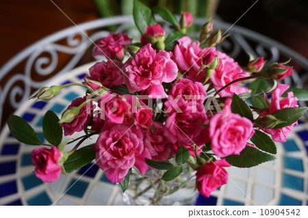 Mini carnation Mini carnation 10904542