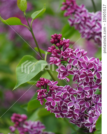 Purple lilac 10905017