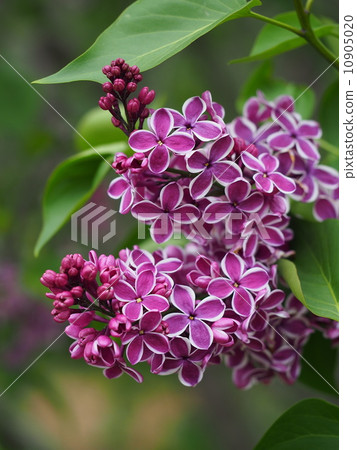 Purple lilac 10905020