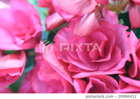 Pot Begonia potted plant 10906452