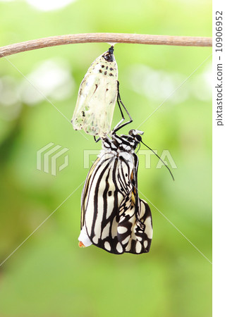 butterfly change form chrysalis 10906952