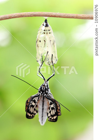 butterfly change form chrysalis 10906976