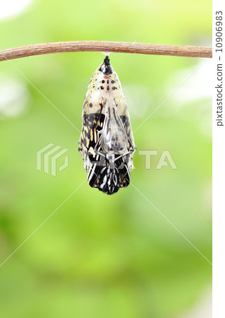 Stock Photo: butterfly change form chrysalis