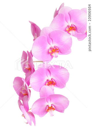 Orchid flower 10906984