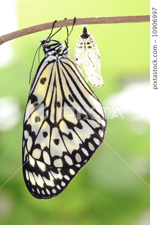 butterfly change form chrysalis 10906997
