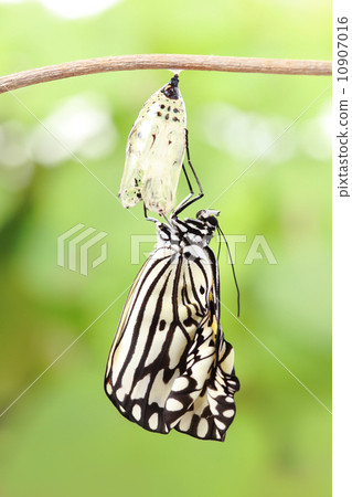 butterfly change form chrysalis 10907016