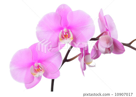 Orchid flower Orchid flower 10907017