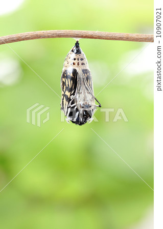 butterfly change form chrysalis butterfly change form chrysalis 10907021