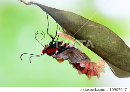 butterfly change form chrysalis butterfly change form chrysalis 10907047