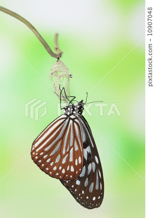butterfly change form chrysalis butterfly change form chrysalis 10907048