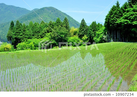 初夏京都大原郡的水稻梯田 初夏京都大原郡的水稻梯田 10907234