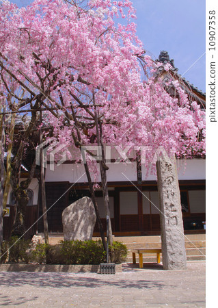 “三個日本老浴場”有林溫泉的春景，Yaeba死在Nembutsuji寺的垂枝櫻花 10907358