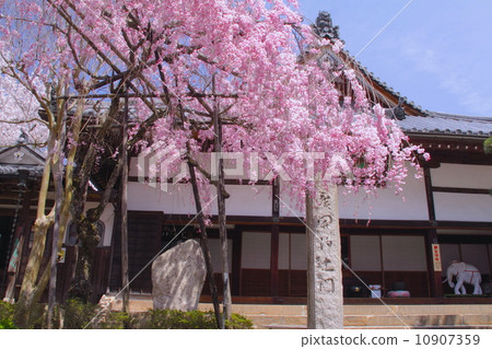 “三個日本老浴場”有林溫泉的春景，Yaeba死在Nembutsuji寺的垂枝櫻花 10907359