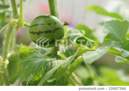 Minisuika Minisuika 10907366