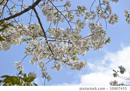 櫻桃樹 10907435