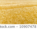 麥田 10907478