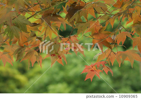 野村楓木螺旋槳（水果） 10909365