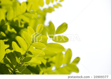 Waka leaf of falseacacia 10909377